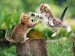 cat-fight-kittens-5890541-1024-768